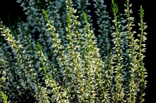 Vřesy na každou podzimní zahradu. Prozradíme, jak se o ně starat