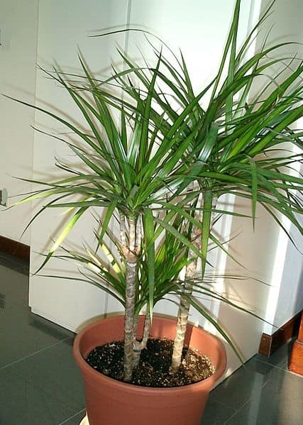 philodendron florida ghost green 6 Philodendron 'Florida Ghost'  Canopy Plant Co