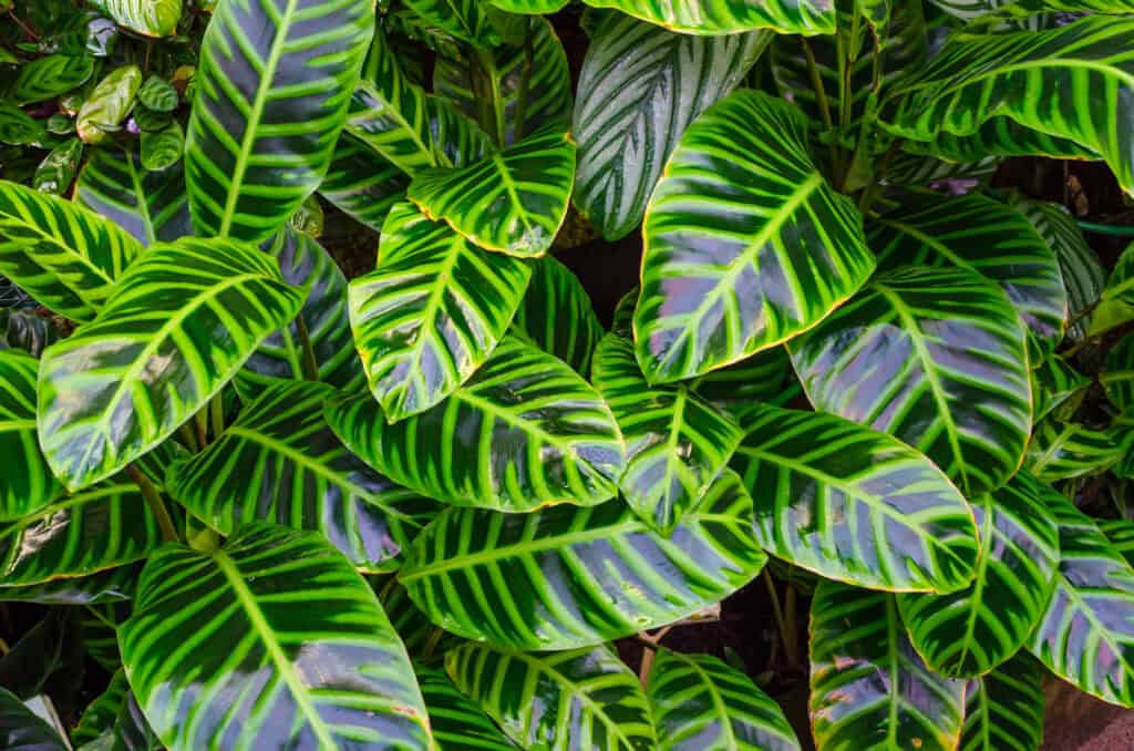 Calathea